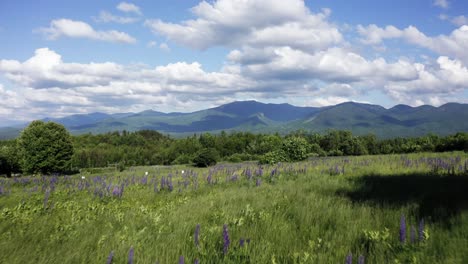 intro shot of lupine field with relaxing wind and mountains