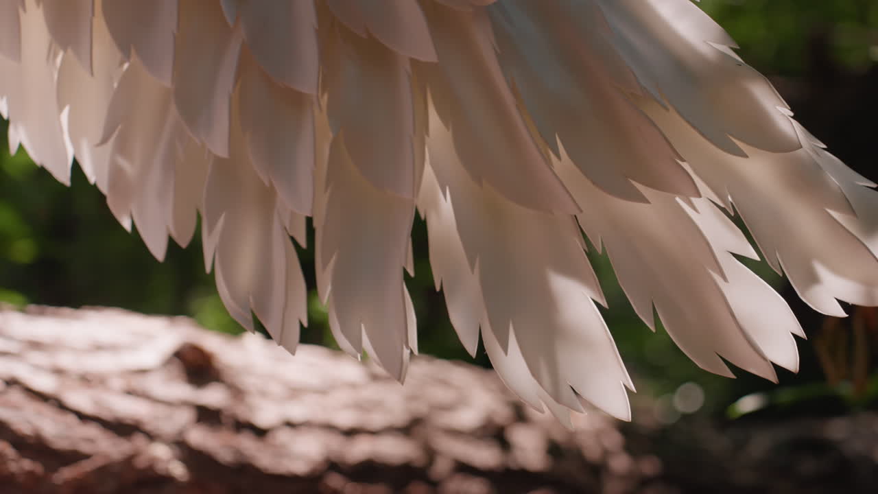 Fairy god wing feathers glowing gently in warm sunlight, revealing ethereal texture, smooth layered details, and magical shimmer that evoke fantasy elegance, serenity, and divine purity