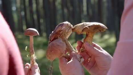 woman harvesting bolete mushrooms in a forest then analyzing it