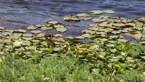 close-up view of vibrant lily pads and lush greenery along a calm water's edge.