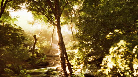 evening forest with sun and volume light