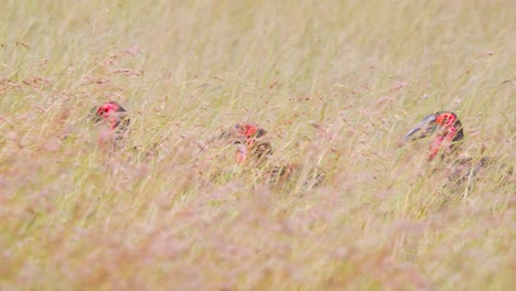 flock of southern ground hornbill birds strutting in tall grass