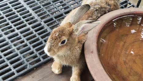 brown rabbit drinking water