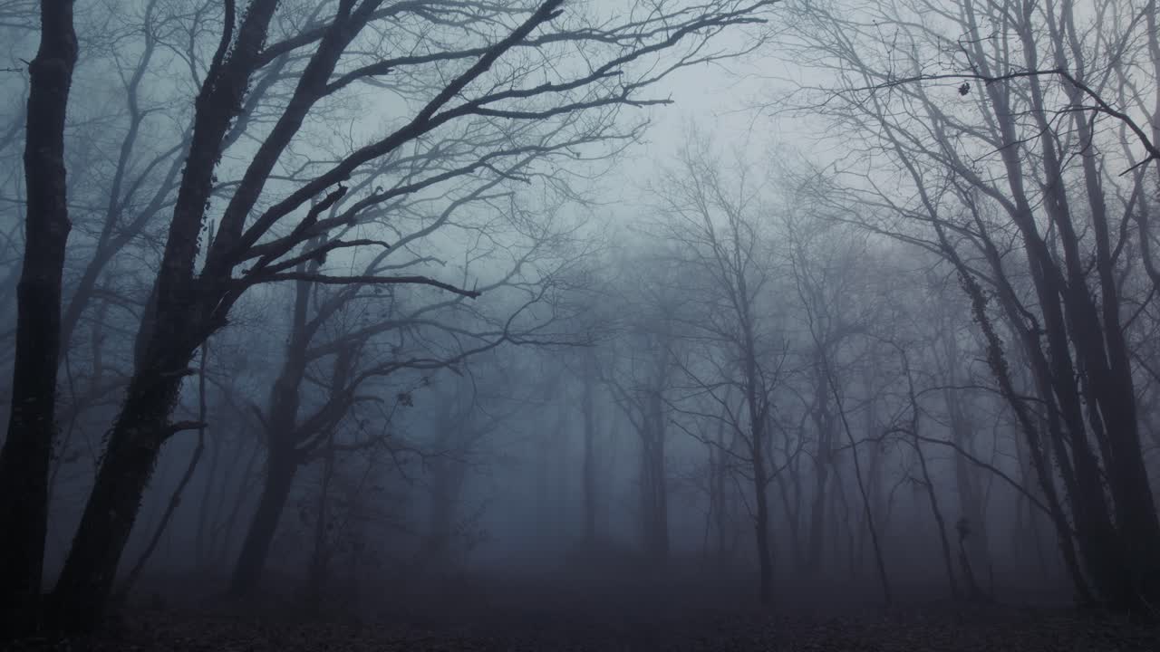 Spooky view of fog forest showing naked trees and branches