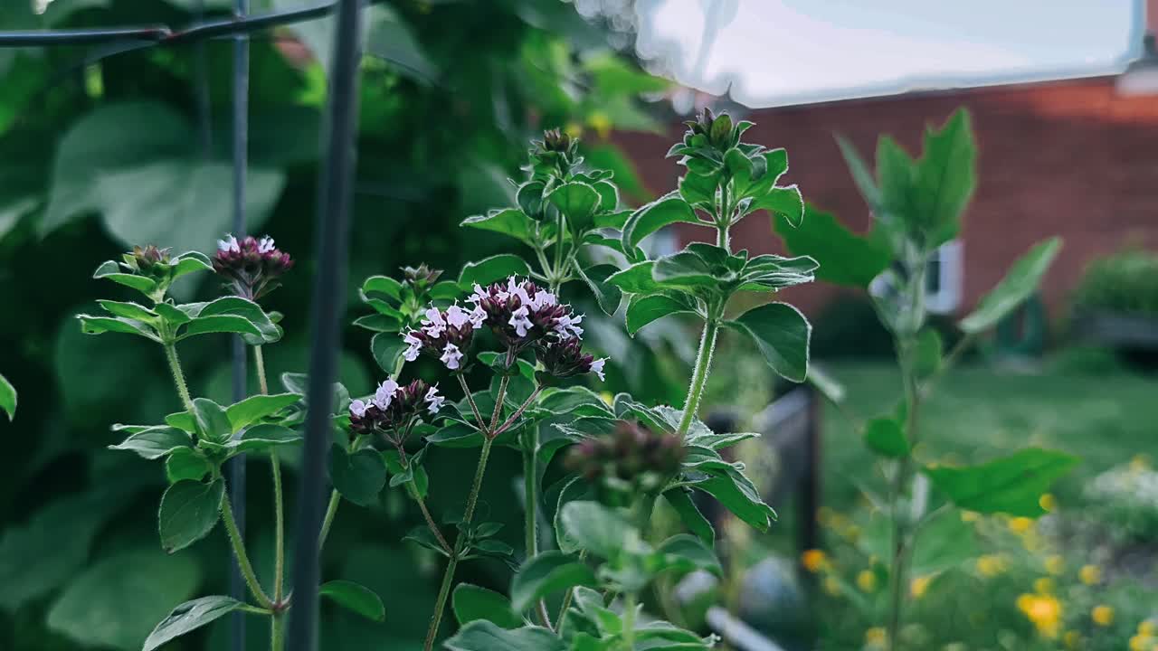 Oregano Plants in a Garden
