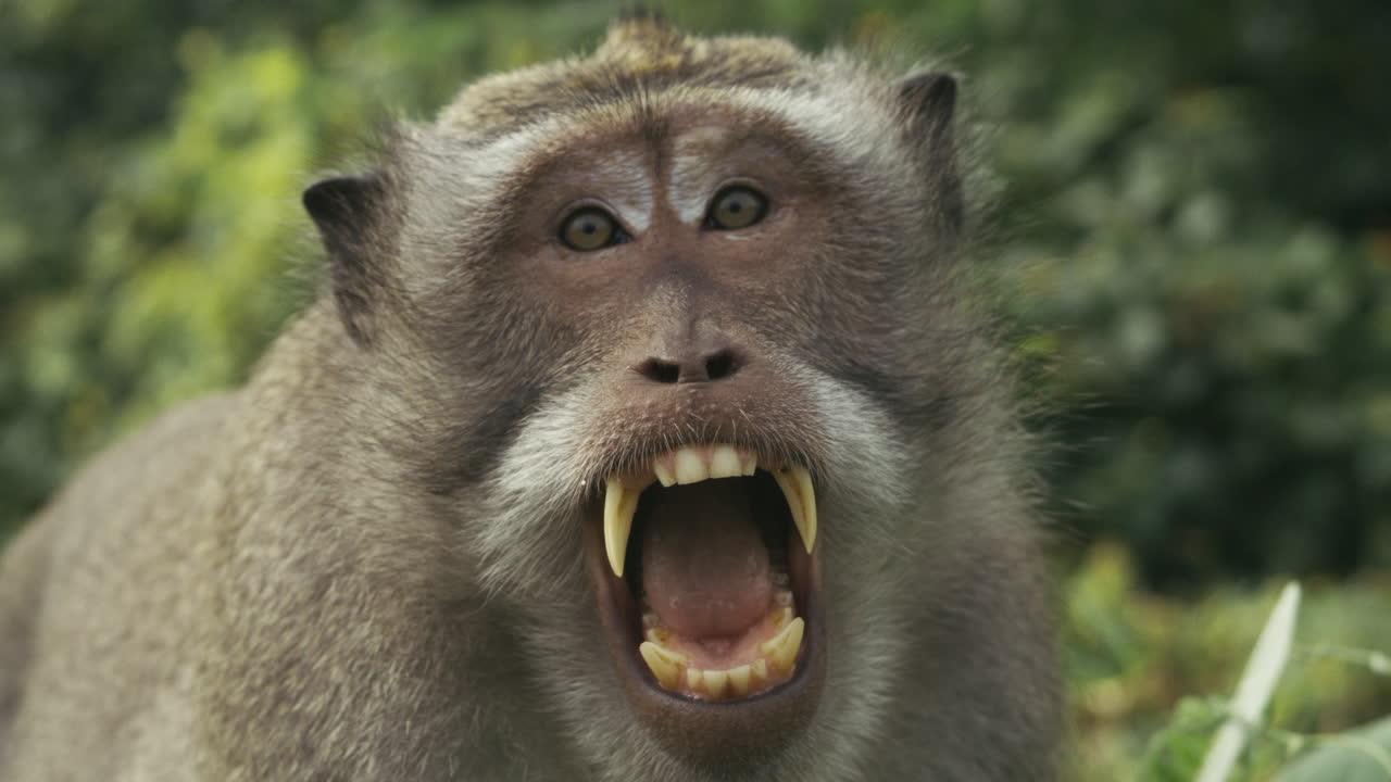 Monkey showing teeth in forest, slow motion, Indonesia