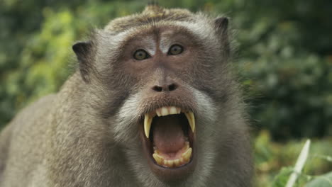 monkey showing teeth in forest, slow motion, indonesia