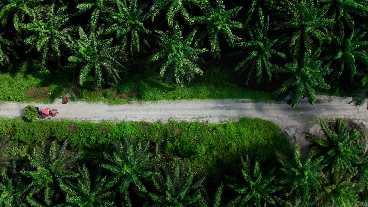 Aerial View of Palm Oil Plantation with Tractor