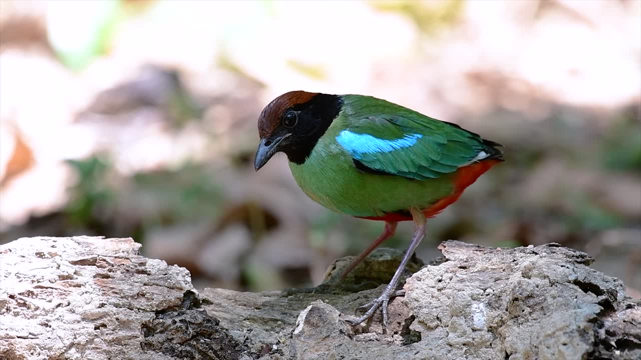 comúnmente encontrado en el sudeste asiático y un ave bastante amigable