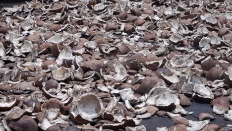 shattered husks of coconuts dry on table on sunny polynesian island