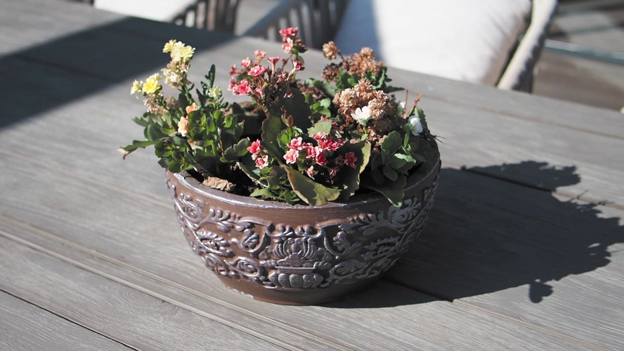 Potted Plant with Small Flowers on a Wooden Table with Moving Shadows
