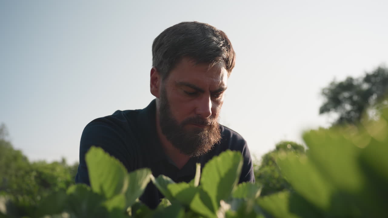 Close up of young man squatting in sunlit garden bed removing weeds from soil around green plants, focus on hand movements and plant care routine highlighting gardener tending growth progress