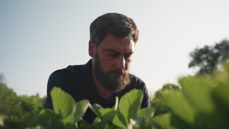 close up of young man squatting in sunlit garden bed removing weeds from soil around green plants, focus on hand movements and plant care routine highlighting gardener tending growth progress