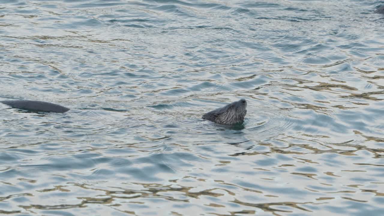 River Otters Feeding On The Surface With Rippling Waters In Vancouver Island, Canada. - wide shot