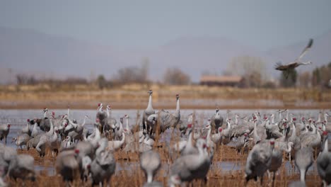 Sandhill-cranes-walking-and-some-flying