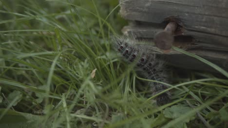 gypsy moth caterpillar crawling around rusty nail on log, handheld close up