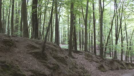 Naturaleza-En-El-Bosque