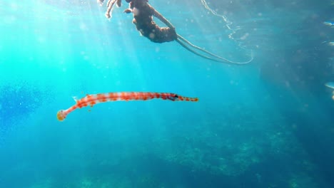 Schöne-Gebänderte-Seenadeln,-Die-Auf-Dem-Blauen-Ozean-Schwimmen