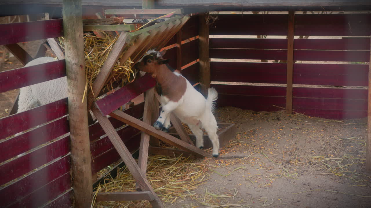 карлик коза кормление в животноводческой ферме длинный выстрел