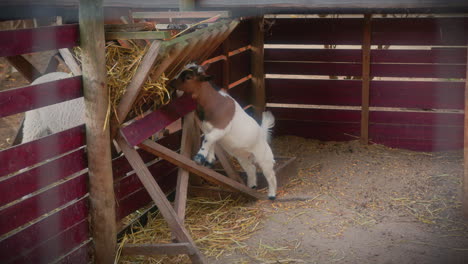 dwarf goat feeding in an animal farm long shot