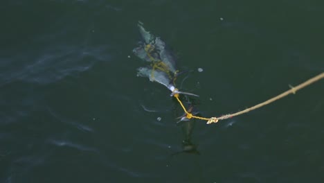 caught dead fish on a yellow rope floating in sea water