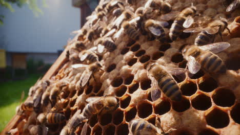 Bees-Work-on-Honeycomb