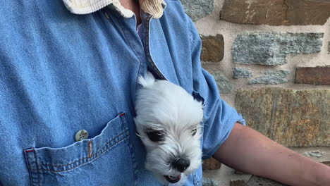 cute white maltese dog hidden inside of owner's shirt, then pops out head to eat