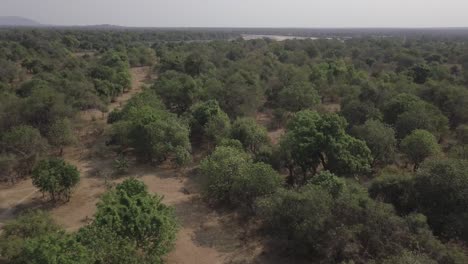 low aerial flight: game trails through open forest trees, river beyond