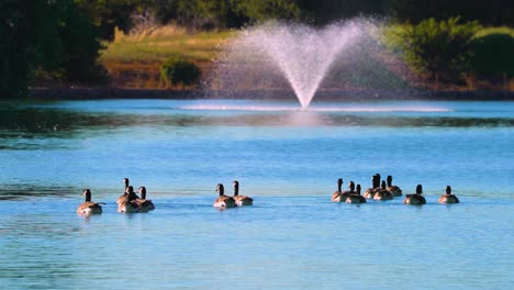 4k footage of a group of geese swimming towards fountain