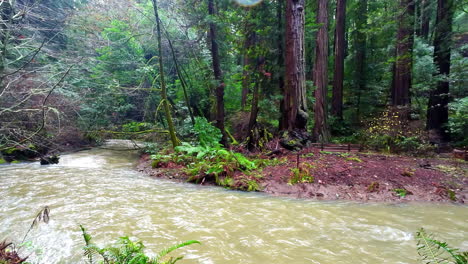 a river colored by the latest rainfall flows through muir woods national park