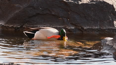 pato buceando y rascándose en el río deschutes, bend, oregon