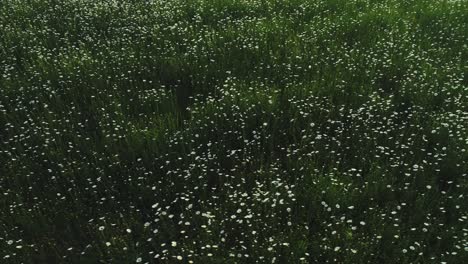 de margaritas y campos de hierba
