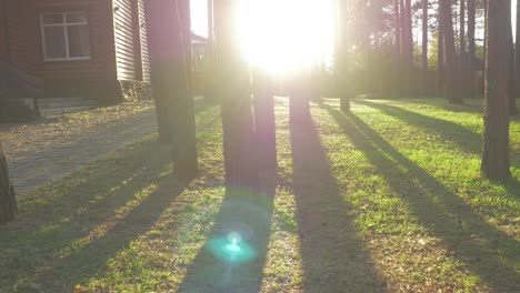 sunlight filtering through pine trees in a garden