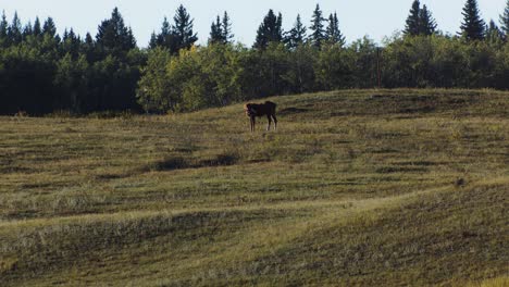 Horse-calf-grazing-on-a-plain