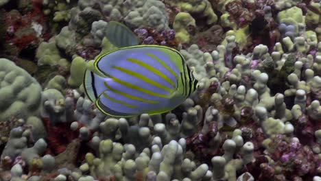 onate butterflyfish swims by