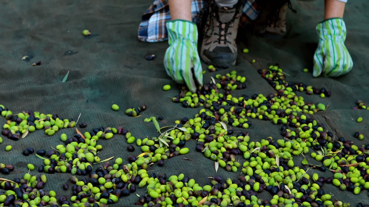 농장에서 올리브를 수확하는 농부의 손