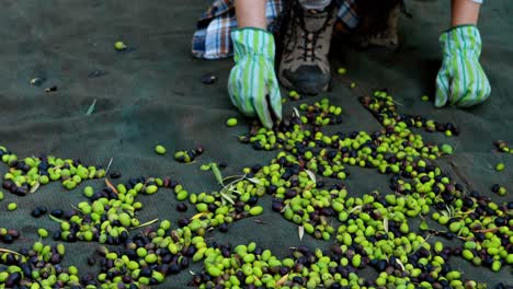 hand of farmer collecting harvested olives in farm