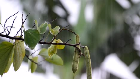 Close-up-shot-of-a-hong-kong-orchid-tree-during-a-monsoon-shower