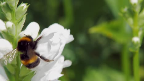 a close-up macro shot of a bumblebee collecting nectar on white clethraceae flowers