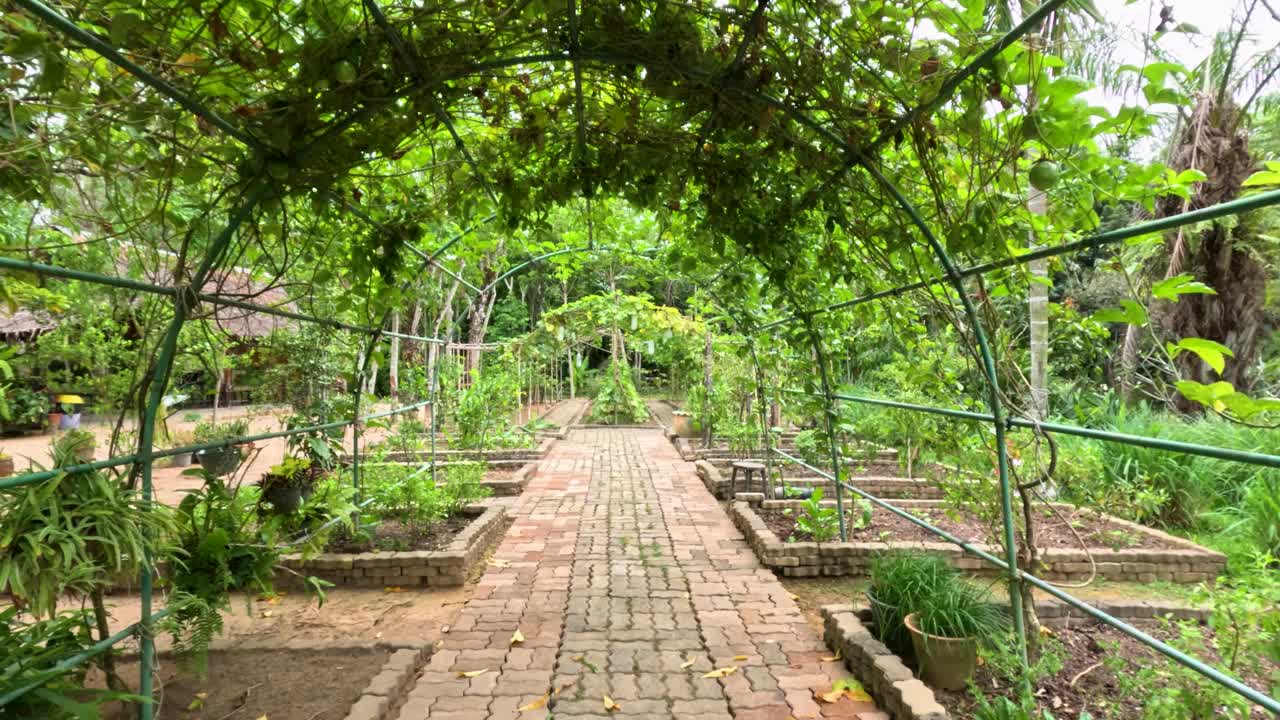 Steady camera glides under green archway in vibrant winter melon garden, natural daylight, tropical setting