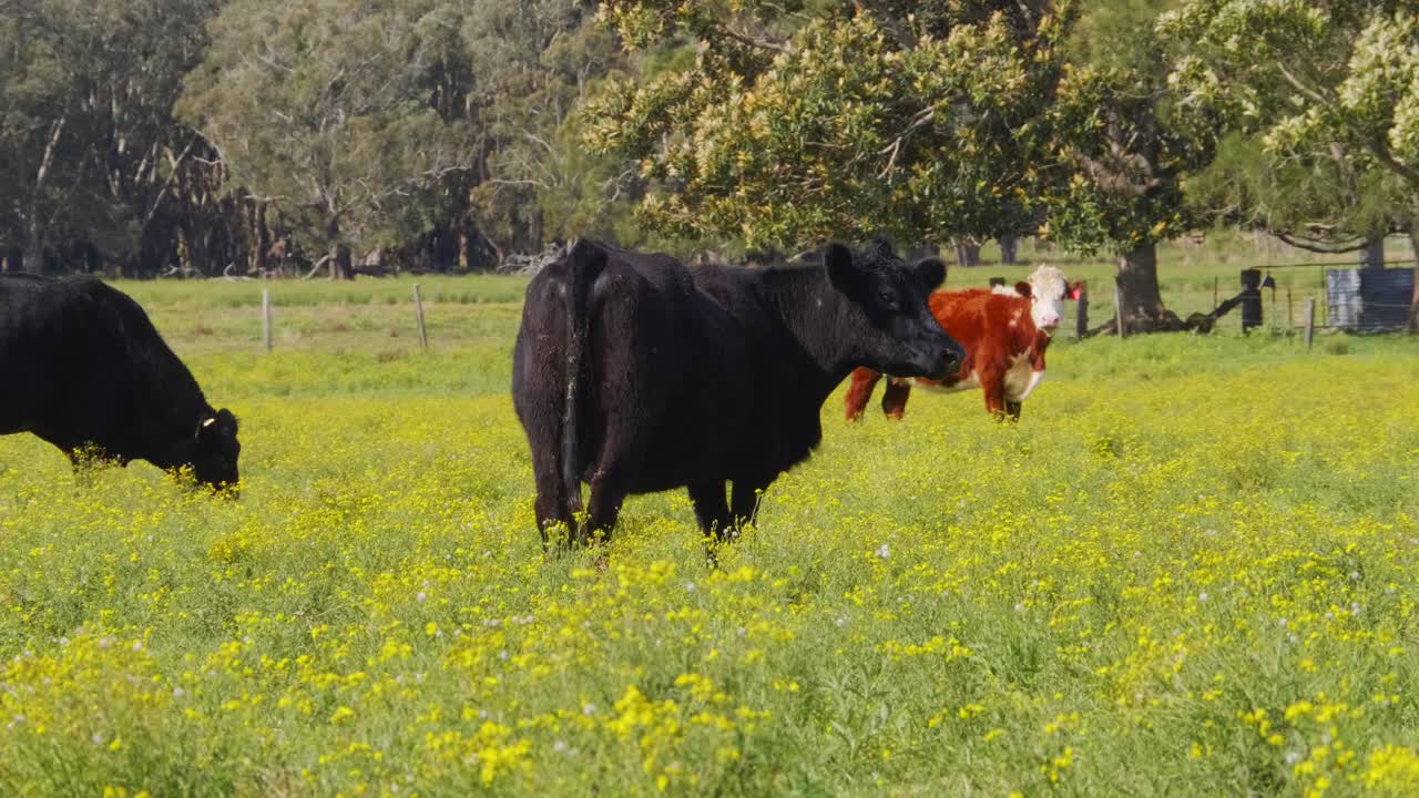 Mandria di mucche domestiche che pascolano sul pascolo - Terreno agricolo nel villaggio di Crescent Head - NSW, Australia.