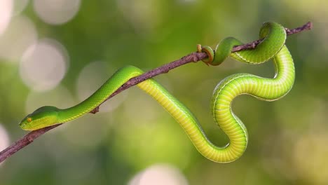 la víbora de labios blancos es una víbora venenosa endémica del sudeste asiático y a menudo se encuentra durante la noche esperando en una rama o rama de un árbol cerca de un cuerpo de agua con muchos alimentos