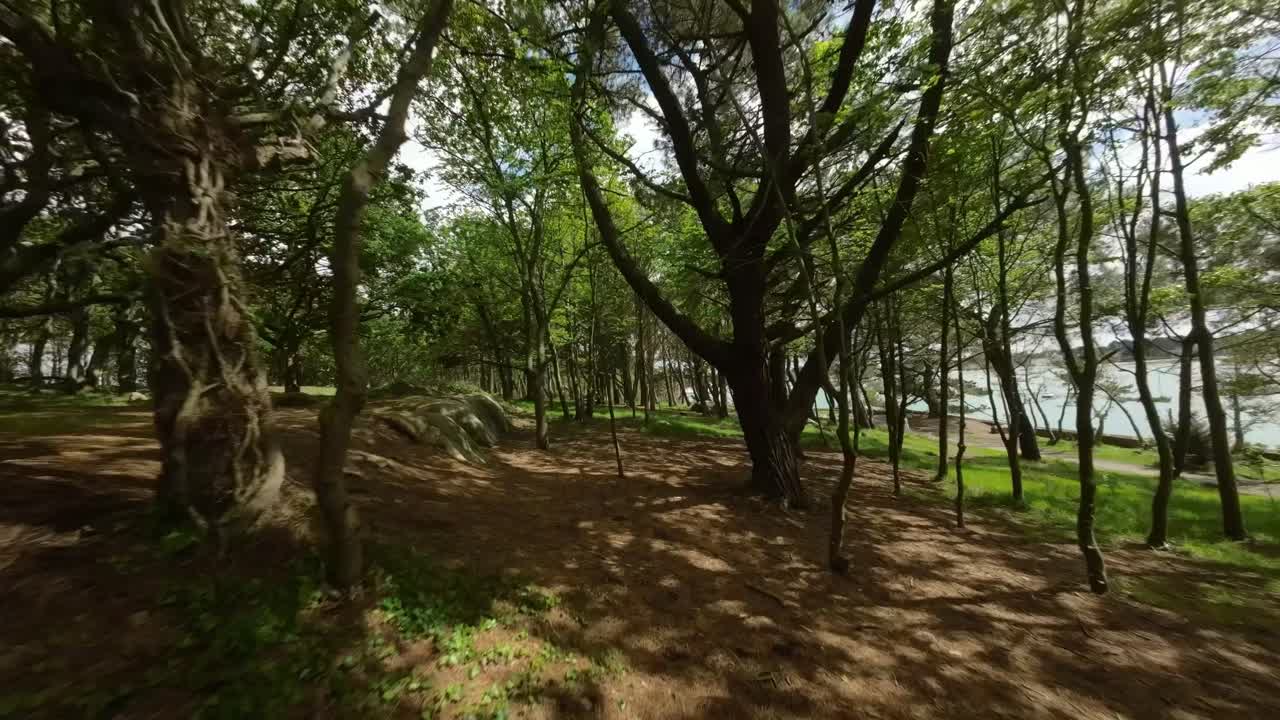 El sendero del bosque salpicado de luz solar