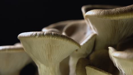 left to right tracking shot close up of homegrown cardoncelli mushrooms on black background