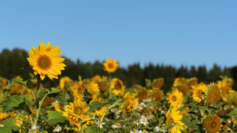 Campo-De-Girasoles-Durante-El-Día-Soleado