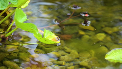 Regentropfen-Fallen-Auf-Die-Wasserpflanzen-Im-Teich-Mit-Steinen-Unter-Dem-Transparenten-Wasser---Nahaufnahme