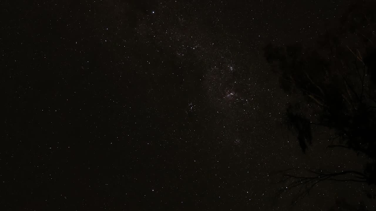 A serene view of stars twinkling through dark silhouetted branches under a clear night sky.