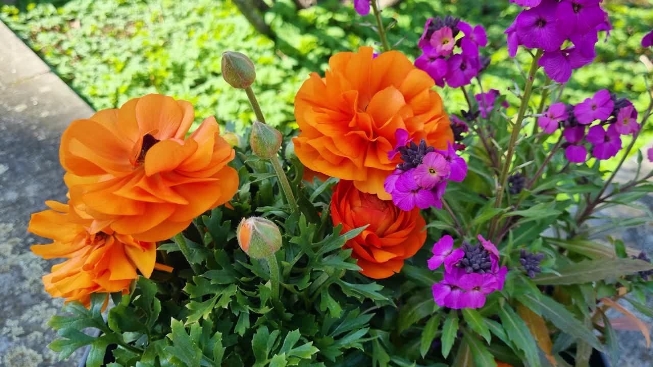 Close-up of colorful ranunculus and wallflowers (Erysium cheiri) gently swaying in the wind, an urban gardening scene captured in Switzerland, Europe