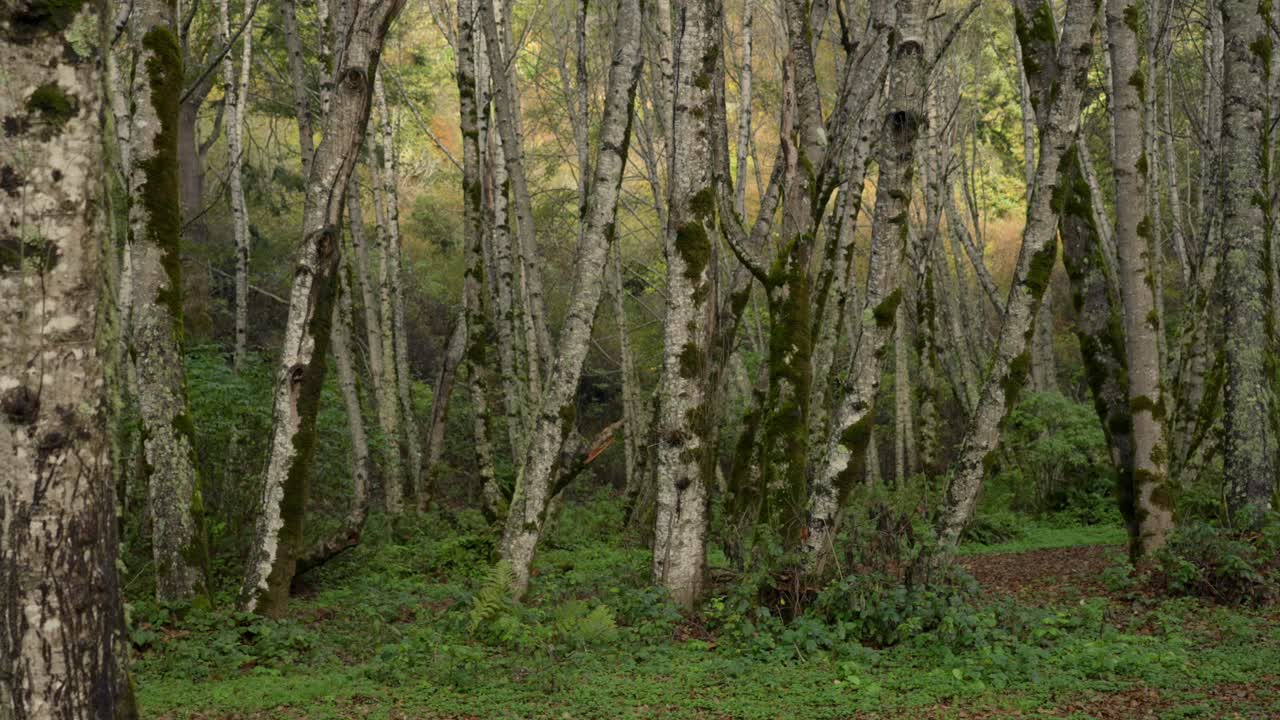Dense lush green Candelabra Redwood Forest Birch Eucalyptus Trees Lost Coast Trail Northern California USAL Beach Campground Mendocino Sinkyone Wilderness Jones USAL Beach campground nature landscape