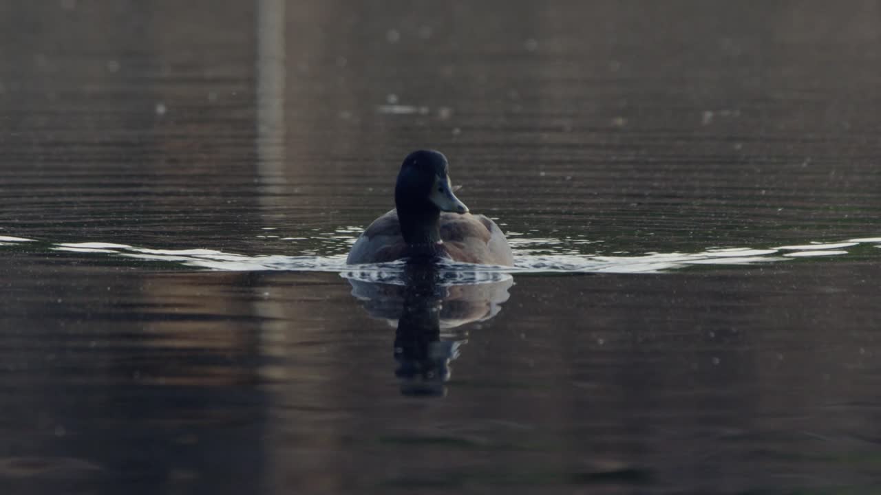 pato nadando en el lago en raleigh, carolina del norte